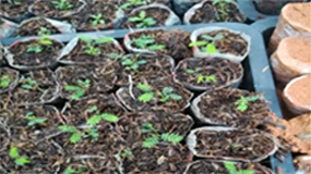 澳洲黑檀(黑木相思)半個月生輕基質(zhì)杯苗苗相